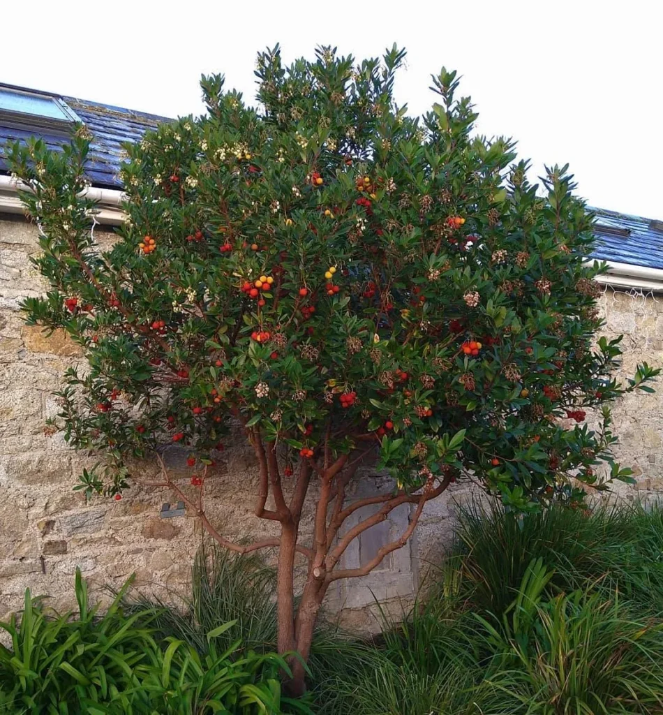 Front Yard Landscaping